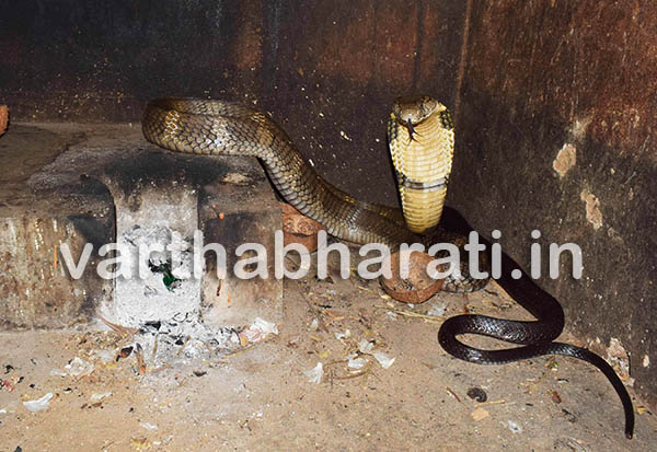 ಅಡುಗೆ ಮನೆಗೆ ನುಗ್ಗಿದ ಕಾಳಿಂಗ!